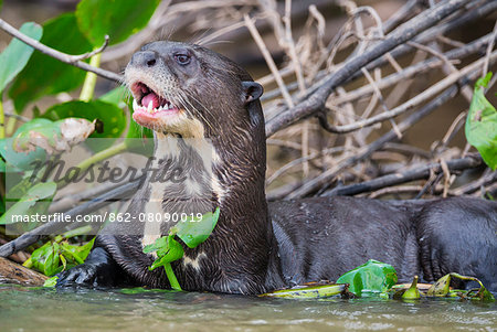 Brazil, Pantanal, Mato Grosso do Sul. A Giant River Otter in the Cuiaba River. These endangered mammals can attain a length of almost six feet.