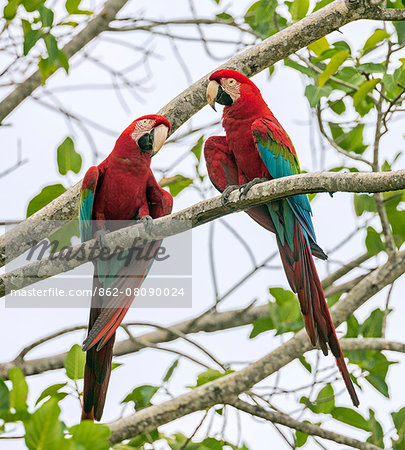Brazil, Pantanal, Mato Grosso do Sul. A pair of beautiful Red-and-green Macaws.