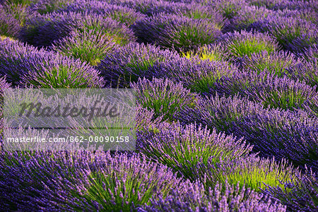 Lavender Field near Valensole, Provence Alpes Cote d'Azur, Provence, France, Europe