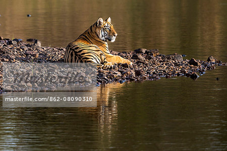 Asia, India, Maharashtra, Chandrapur district, Tadoba Andhari Tiger Reserve. Tiger resting by the water.