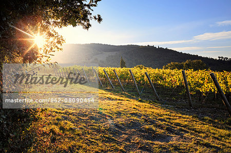 Italy, Italia. Tuscany, Toscana. Firenze district. Chianti. Tavarnelle Val di Pesa. Badia a Passignano