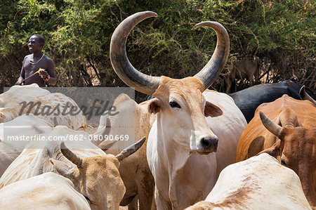 Kenya, Samburu County, Serolevi. A fine Zebu bull in a herd of cattle owned by Samburu pastoralists.