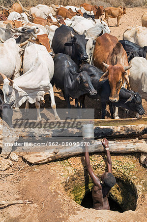 Kenya, Samburu County, Serolevi. A Samburu youth waters his family' s herds from a deep well at Kisima Hamsini.