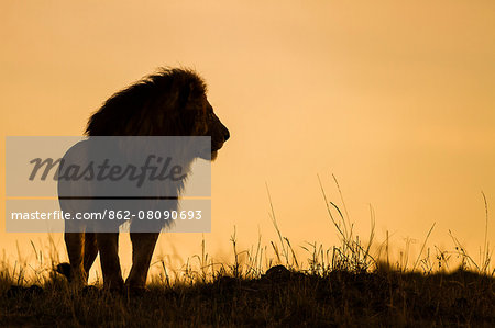 Africa, Kenya, Masai Mara, Narok County. Silhouette of a lion Africa, Kenya, Masai Mara, Narok County. Silhouette of a lion