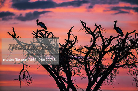 Africa, Kenya, Narok County, Masai Mara National Reserve. Silhouette of Crested cranes against the sunset. Africa, Kenya, Narok County, Masai Mara National Reserve. Silhouette of Crested cranes against the sunset.