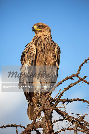 Africa, Kenya, Narok County, Masai Mara National Reserve. Steppe Eagle Africa, Kenya, Narok County, Masai Mara National Reserve. Steppe Eagle