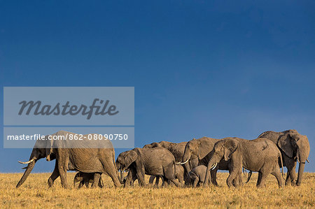 Africa, Kenya, Narok County, Masai Mara National Reserve. Elephant herd on the move.