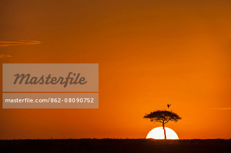 Africa, Kenya, Narok County, Masai Mara National Reserve. Sunset on the plains.