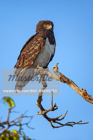 Africa, Kenya, Narok County, Masai Mara National Reserve. A Black-chested snake eagle. Africa, Kenya, Narok County, Masai Mara National Reserve. A Black-chested snake eagle.
