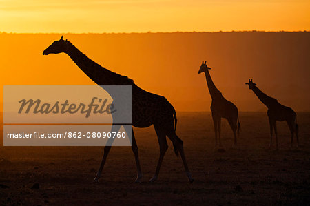 Africa, Kenya, Narok County, Masai Mara National Reserve. Three Giraffes silhouettes against the sunset. Africa, Kenya, Narok County, Masai Mara National Reserve. Three Giraffes silhouettes against the sunset.