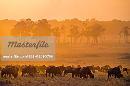 Africa, Kenya, Narok County, Masai Mara National Reserve. A herd of Wildebeest grazing in the early morning light