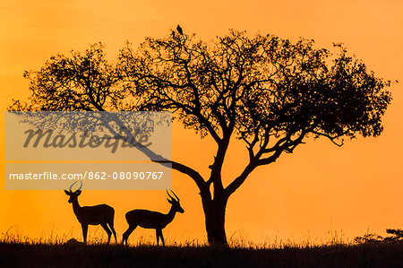 Africa, Kenya, Narok County, Masai Mara National Reserve. Silhouettes of two Impalas at sunset Africa, Kenya, Narok County, Masai Mara National Reserve. Silhouettes of two Impalas at sunset