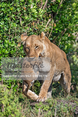 Africa, Kenya, Narok County, Masai Mara National Reserve. Lioness carring her cub.