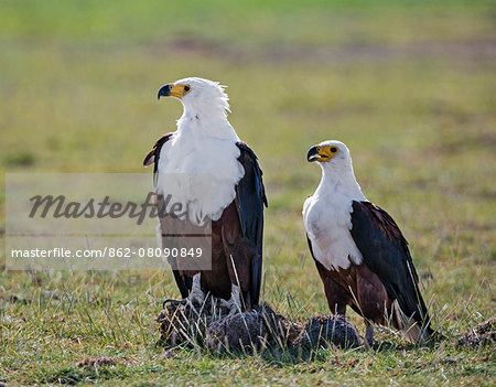 Kenya, Kajiado County, Amboseli National Park. A pair of Fish Eagles. Kenya, Kajiado County, Amboseli National Park. A pair of Fish Eagles.
