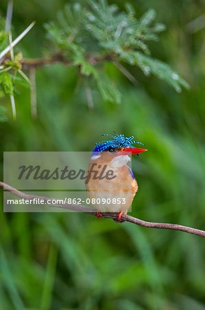 Kenya, Kajiado County, Amboseli National Park. A beautiful Malachite Kingfisher with its crown feathers raised.