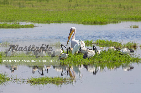 Kenya, Kajiado County, Amboseli National Park. Water birds congregrate on floating grass in the swamps of Amboseli.