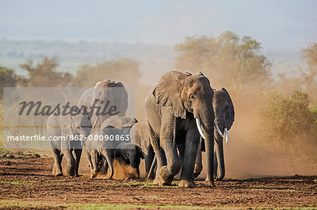 Kenya, Kajiado County, Amboseli National Park. A herd of African elephants on the move.