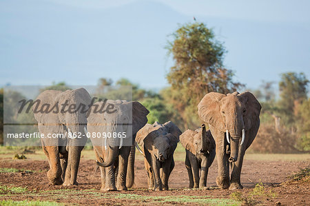 Kenya, Kajiado County, Amboseli National Park. A family of African elephants on the move. The young ones have raised their trunks to sniff the air for human scent.