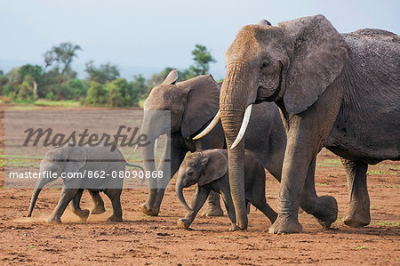 Kenya, Kajiado County, Amboseli National Park. A family of African elephants on the move. Kenya, Kajiado County, Amboseli National Park. A family of African elephants on the move.