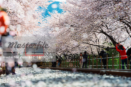 Asia, Republic of Korea, South Korea, Jinhei, spring cherry blossom festival, tree lined train line