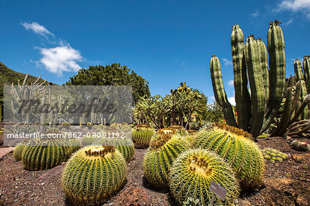 Cactus garden, Jardin Canario, Tafira, Gran Canaria, Canary Islands, Spain