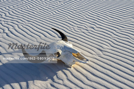 Bison Skull in sand desert, White Sands, National Monument, New Mexico, USA