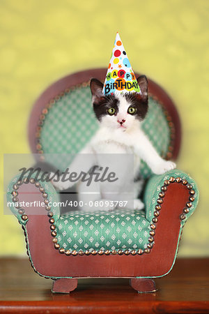 Black and White Kitten Sitting on a Chair Wearing a Birthday Party Hat