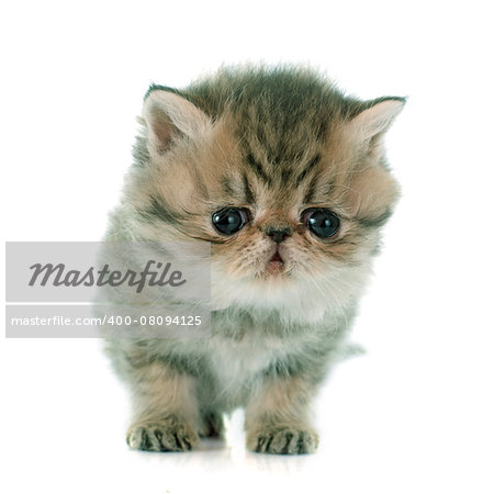 kitten exotic shorthair in front of white background