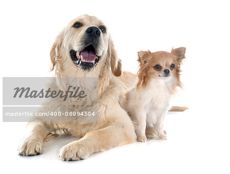 purebred golden retriever and chihuahua in front of a white background