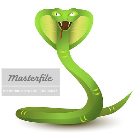 Green Snake. Angry cobra cartoon, isoleted on white