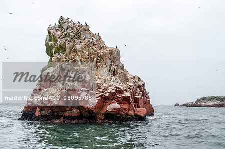Wild birds on rocky formation ballestas island, paracas, Peru
