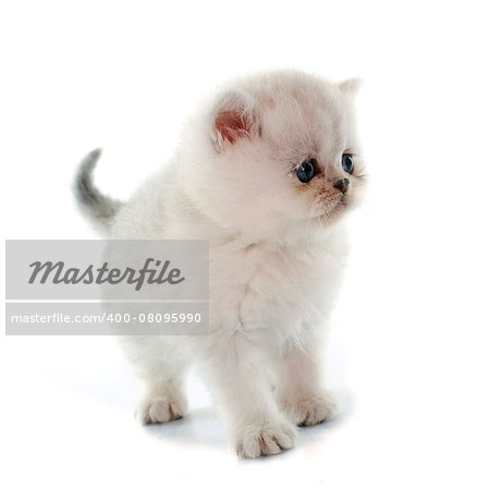 kitten exotic shorthair in front of white background