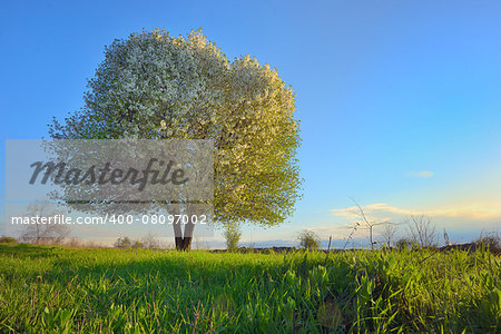 sunset on a meadow with blooming tree spring scenery