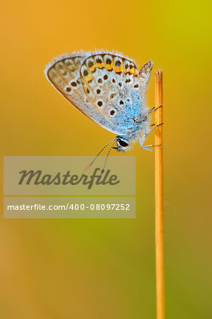 butterfly details with summer background