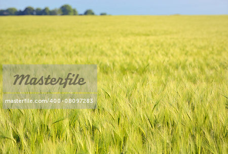 Green wheat field in spring time