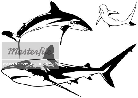 Caribbean Reef Shark Set (Carcharhinus perezi) - Black Illustration, Vector