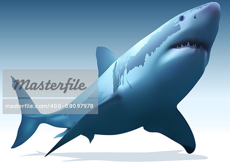 Great White Shark (Carcharodon carcharias) - Illustration, Vector