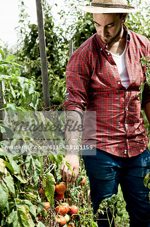 Young man harvesting tomatoes in vegetable garden