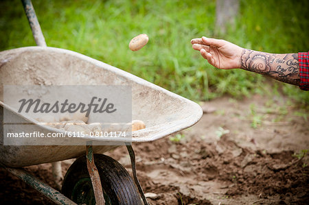 Young man harvesting potatoes in vegetable garden