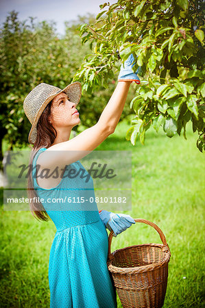 Young woman picking fruit in orchard