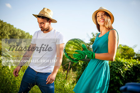 Young couple harvesting watermelons