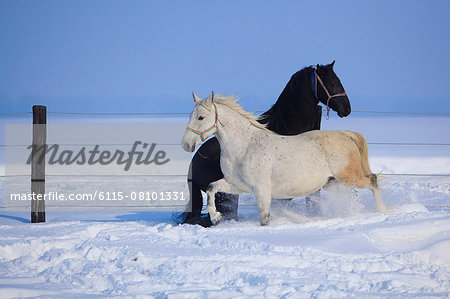 Two horses in the snow, Baranja, Croatia