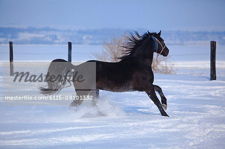 Two horses running through snow, Baranja, Croatia