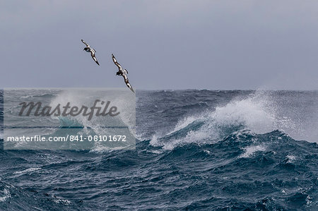 Adult cape petrels (Daption capense) in rough seas in English Strait, South Shetland Islands, Antarctica, Polar Regions