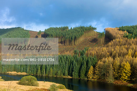 Conifers and larch trees in coniferous forest plantation for timber production in Brecon Beacons mountain range, Powys, Wales, United Kingdom, Europe
