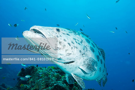 Potato cod (Epinephelus tukula) being cleaned by cleaner wrasse (Labroides dimidiatus), Cod Hole, Great Barrier Reef, Queensland, Australia, Pacific