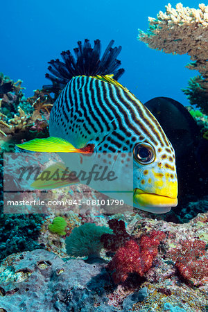 Striped sweetlips (diagonal banded sweetlips) (Plectorhinchus lineatus), North Ribbon Reef, Great Barrier Reef, UNESCO World Heritage Site, Queensland, Australia, Pacific Striped sweetlips (diagonal banded sweetlips) (Plectorhinchus lineatus), North Ribbon Reef, Great Barrier Reef, UNESCO World Heritage Site, Queensland, Australia, Pacific