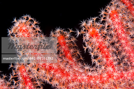 Gorgonian fan (Melithaeidae) polyps open and feeding, Queensland, Australia, Pacific