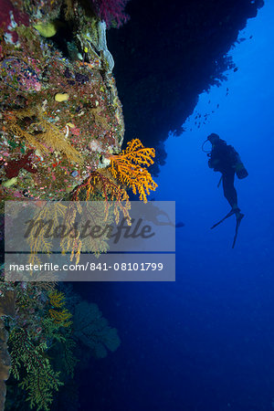 Gorgonian sea fans (Subergorgia mollis) with diver, Queensland, Australia, Pacific