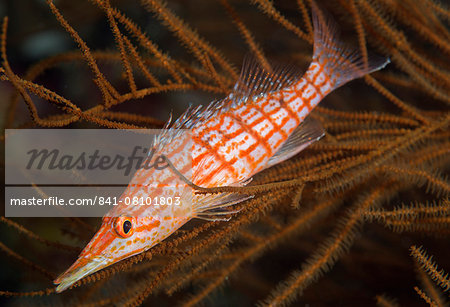 Longnose hawkfish (Oxycirrhites typus), usually found in the branches of gorgonian sea fans and black coral, Queensland, Australia, Pacific